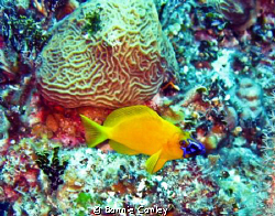 Hamlet seen in Grand Bahamas May 2009.  Photo taken with ... by Bonnie Conley 